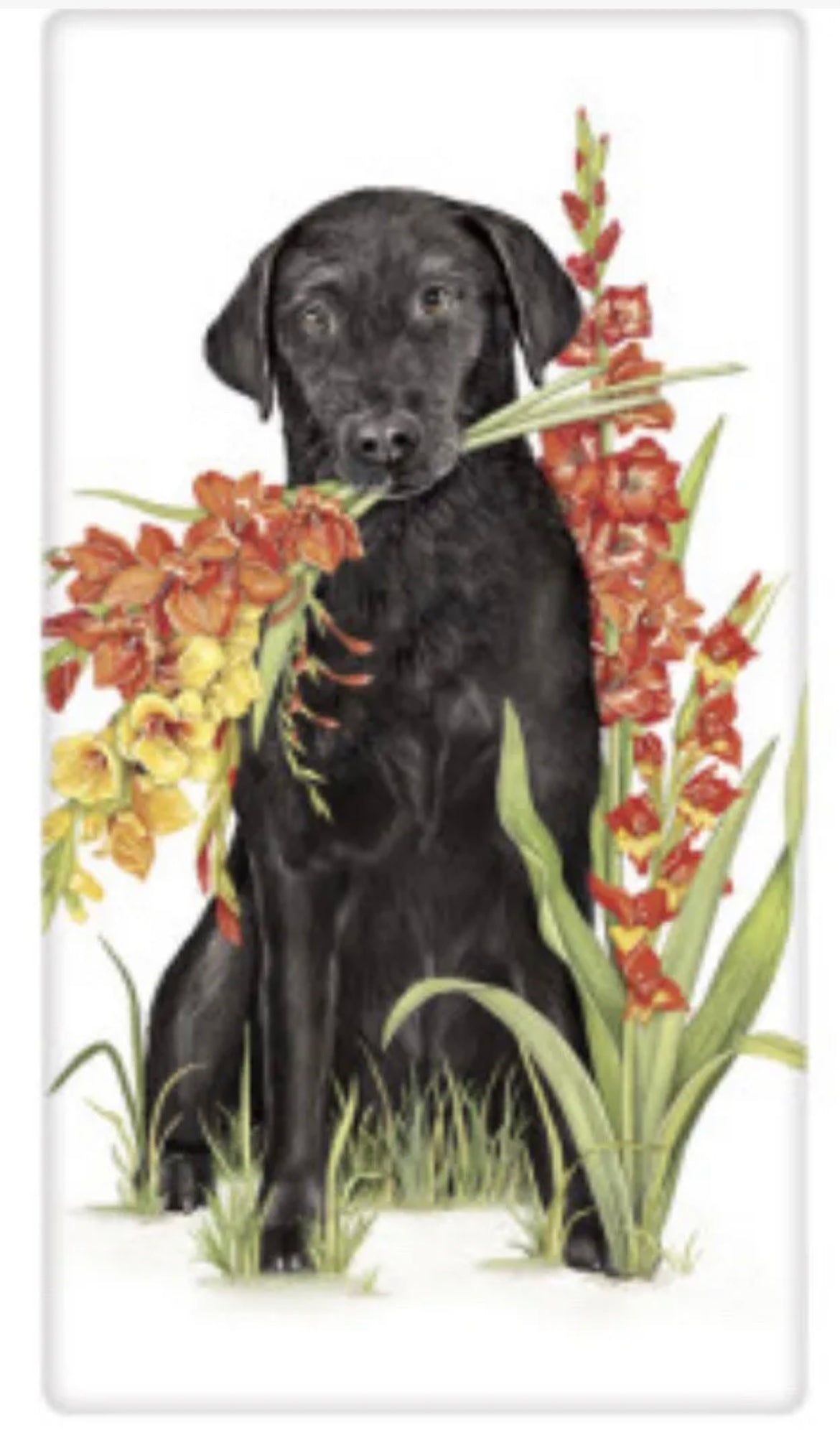 Flour Sack Kitchen Dish Towel Lab Gladiolus Mary Lake - Thompson